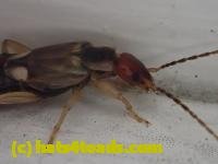 /home//u458753944/public_html/sourcegallery///////////Insects and small critters/earwigs (Dermaptera)/P4260008.JPG